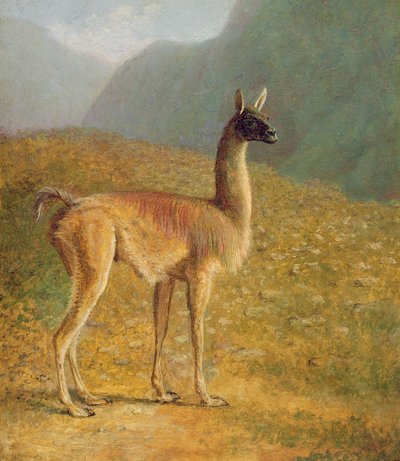 Guanaco by Jacques Laurent Agasse